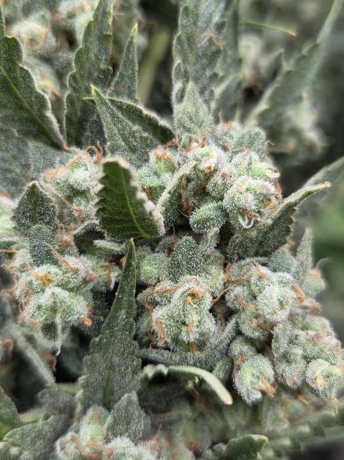 Dr.SkunkyKush: STOR. Week 11