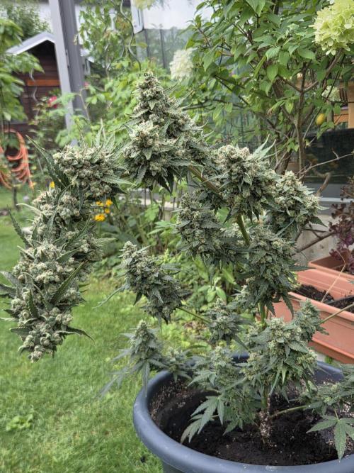 Dr.SkunkyKush: STOR. Week 11