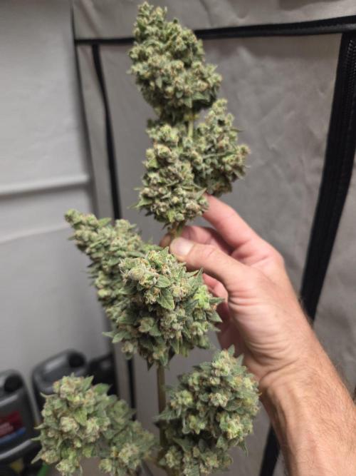 Dr.SkunkyKush: STOR. Week 11