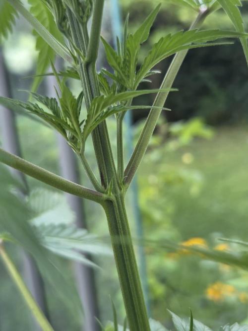 Dr.SkunkyKush: PIEX Auto. Week 6