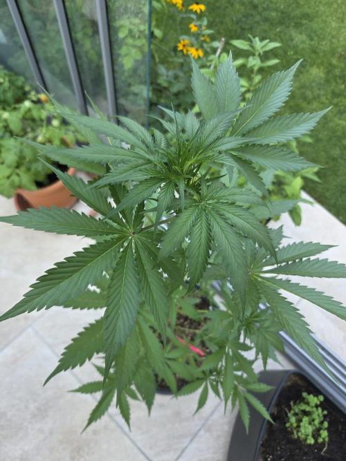 Dr.SkunkyKush: PIEX Auto. Week 6