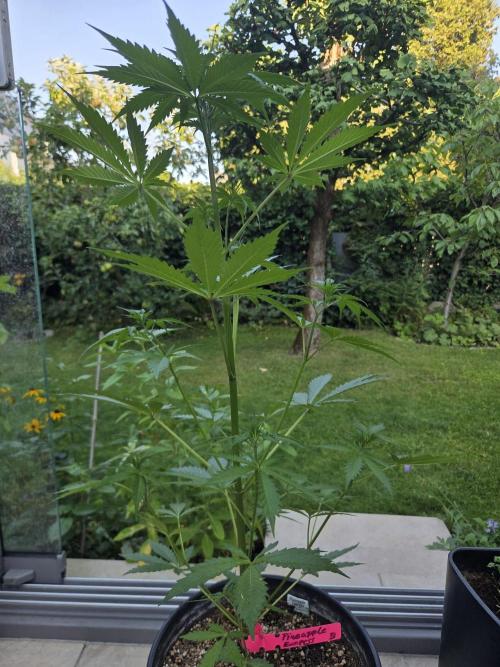 Dr.SkunkyKush: PIEX Auto. Week 6