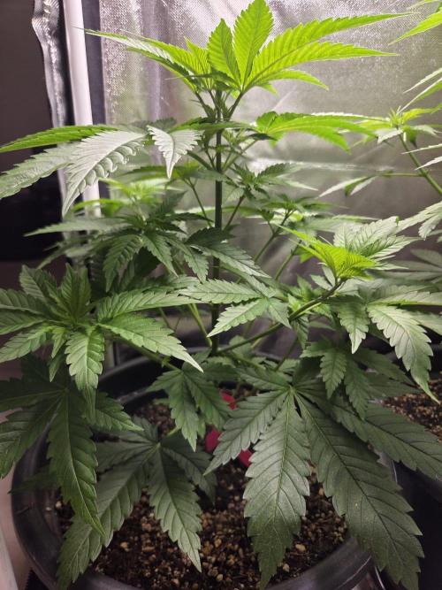 Dr.SkunkyKush: HUBU DopeBois & Sleezy. Week 6