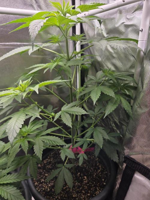 Dr.SkunkyKush: HUBU DopeBois & Sleezy. Week 6