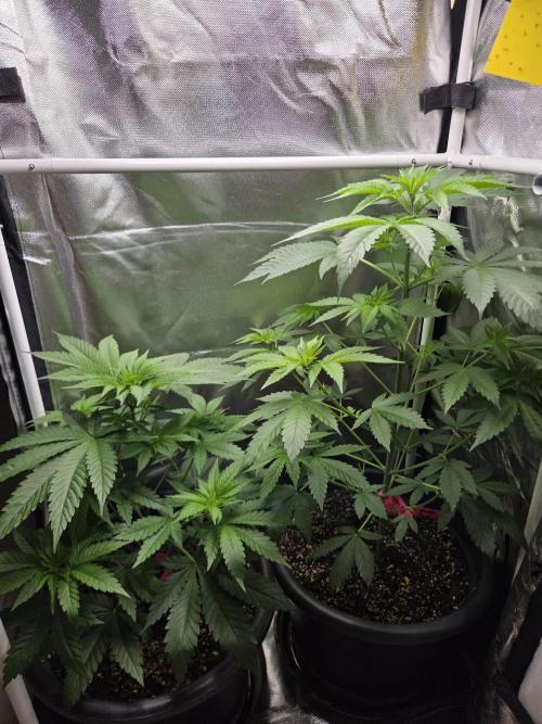 Dr.SkunkyKush: HUBU DopeBois & Sleezy. Week 6