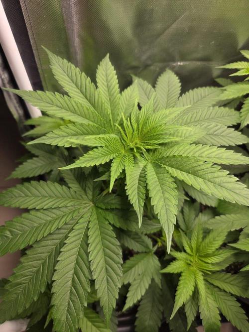 Dr.SkunkyKush: HUBU DopeBois & Sleezy. Week 6