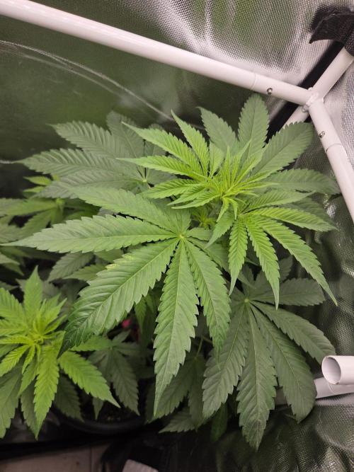 Dr.SkunkyKush: HUBU DopeBois & Sleezy. Week 6