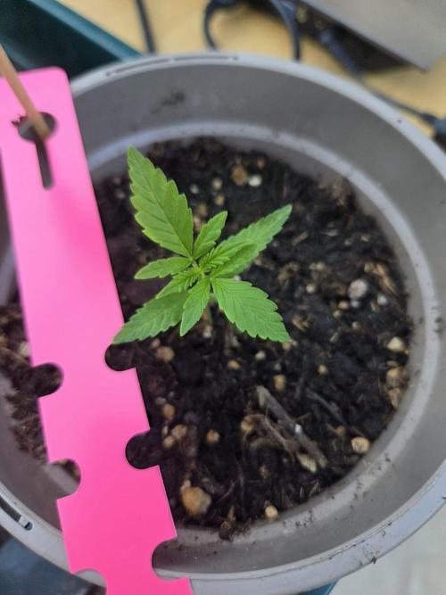 Dr.SkunkyKush: SOAK Auto. Week 3