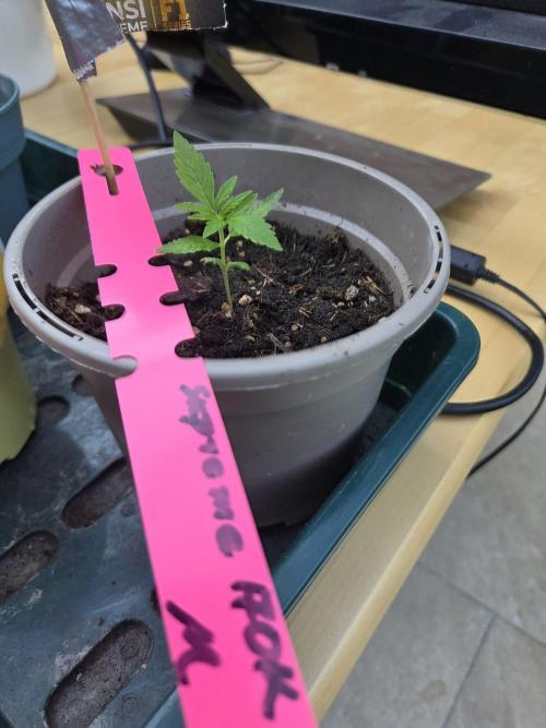 Dr.SkunkyKush: SOAK Auto. Week 3
