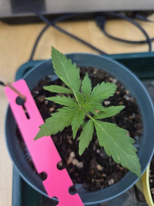 Honey Melon Kush. Week 3