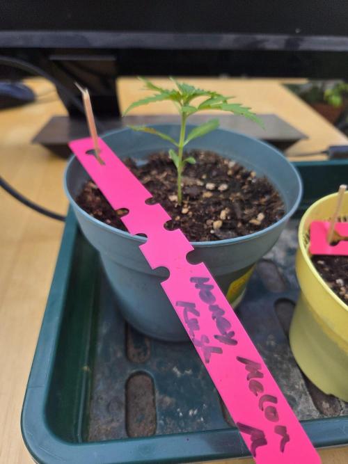 Dr.SkunkyKush: HMKU Auto. Week 3