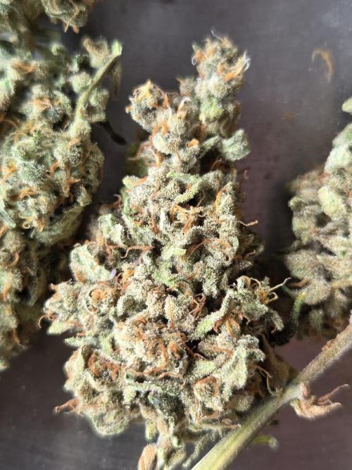 Dr.SkunkyKush: STOR. Week 10