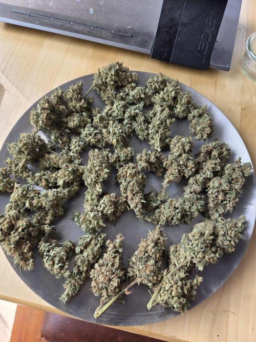 Dr.SkunkyKush: STOR. Week 10