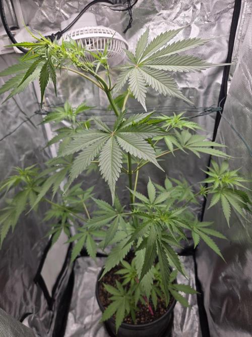 Dr.SkunkyKush: PIEX Auto. Week 6