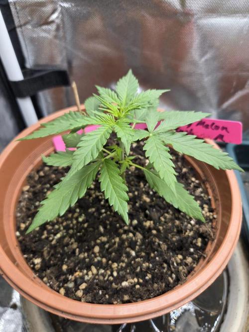 Dr.SkunkyKush: HMKU Auto. Week 4