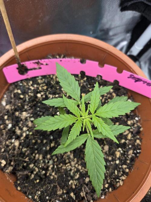 Dr.SkunkyKush: SOAK Auto. Week 4