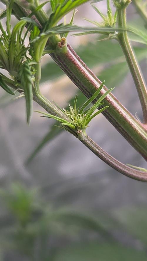 Dr.SkunkyKush: PIEX Auto. Week 7