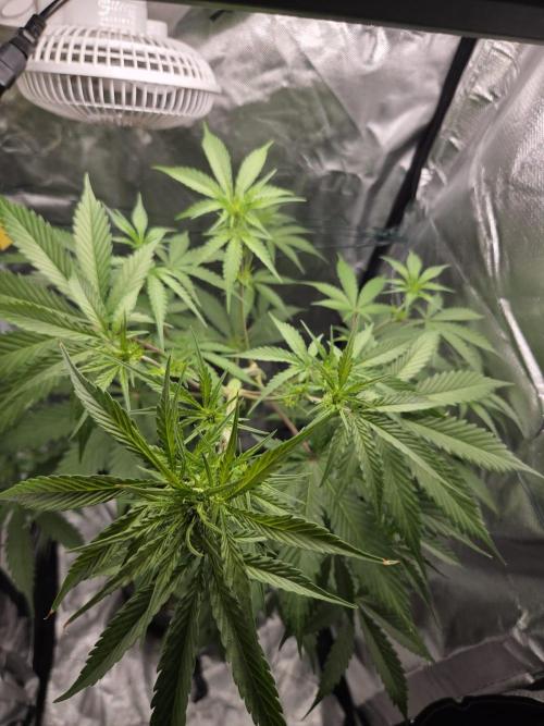 Dr.SkunkyKush: PIEX Auto. Week 7
