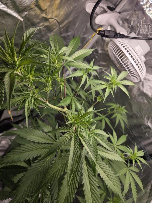 Dr.SkunkyKush: PIEX Auto. Week 7