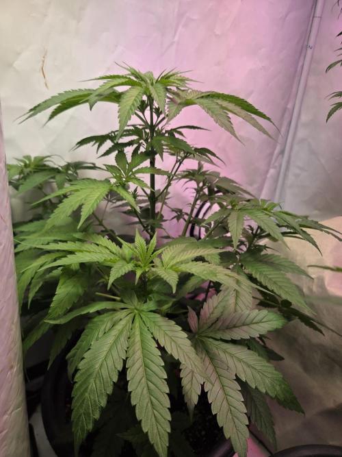 Dr.SkunkyKush: HUBU DopeBois & Sleezy. Week 7