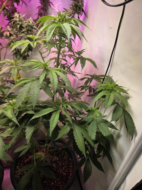 Dr.SkunkyKush: HUBU DopeBois & Sleezy. Week 7