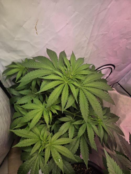 Dr.SkunkyKush: HUBU DopeBois & Sleezy. Week 7