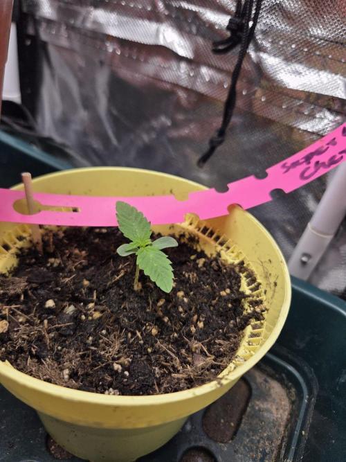 Super Lemon Cherry. Week 1