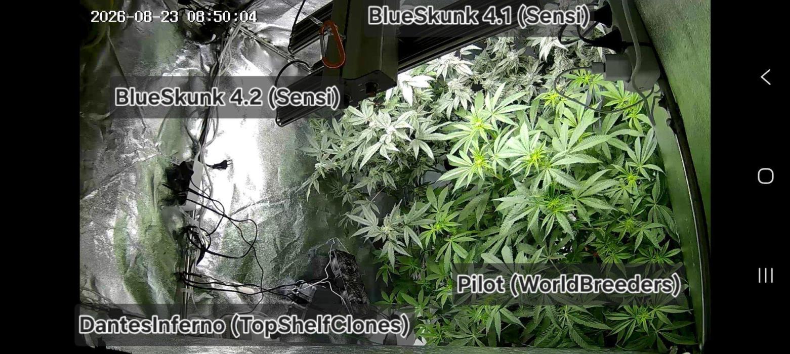 BLSK Gen4.1 RDWC. Week 14
