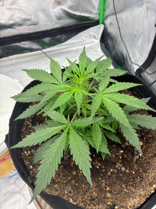 Dr.HanfDampf: SLEH Auto Seedsupplier. Week 6