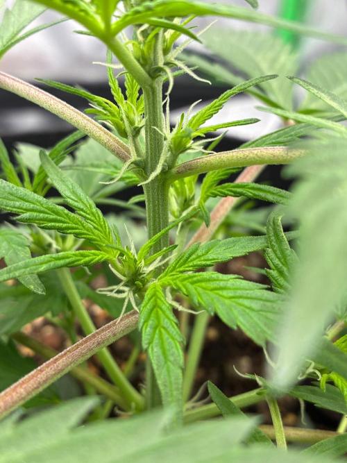 Dr.HanfDampf: SLEH Auto Seedsupplier. Week 6