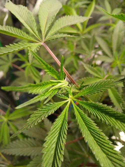 DAIN RDWC TopShelfClones.at Cut#8Cultiva. Week 11