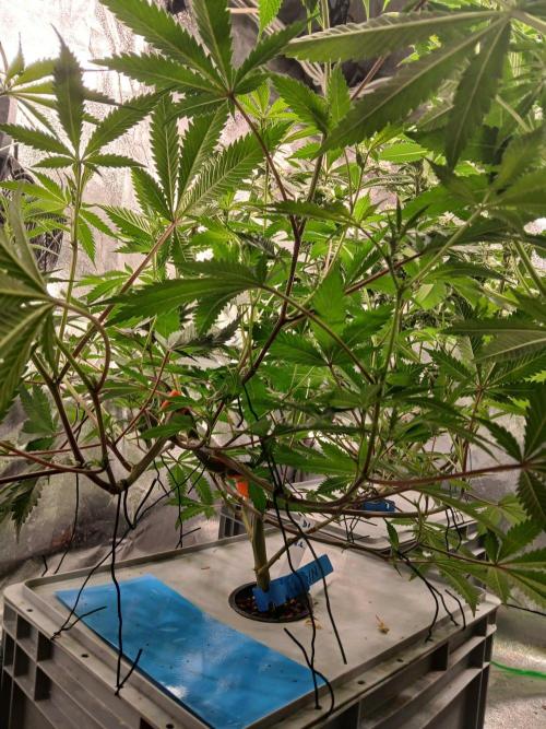 DAIN RDWC TopShelfClones.at Cut#8Cultiva. Week 11