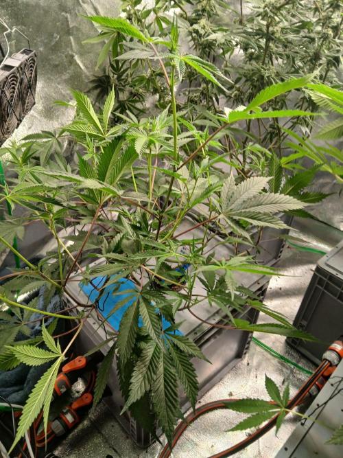 DAIN RDWC TopShelfClones.at Cut#8Cultiva. Week 11