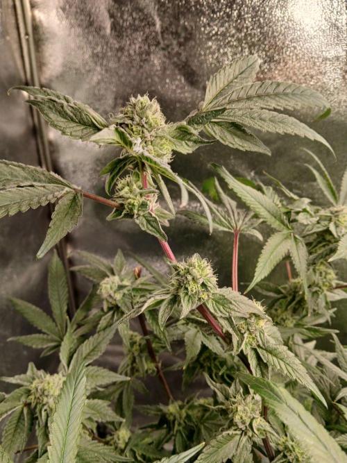 BLSK Gen4.2 RDWC. Week 14