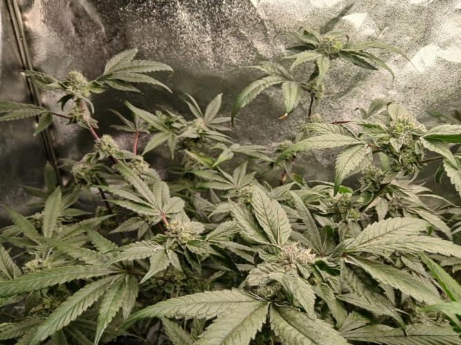 BLSK Gen4.2 RDWC. Week 14