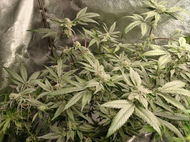 Blue Skunk. Week 14