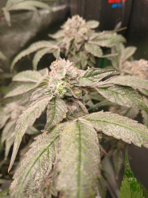 BLSK Gen4.1 RDWC. Week 14