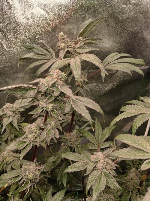 BLSK Gen4.1 RDWC. Week 14