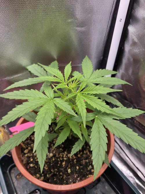 Dr.SkunkyKush: SOAK Auto. Week 5