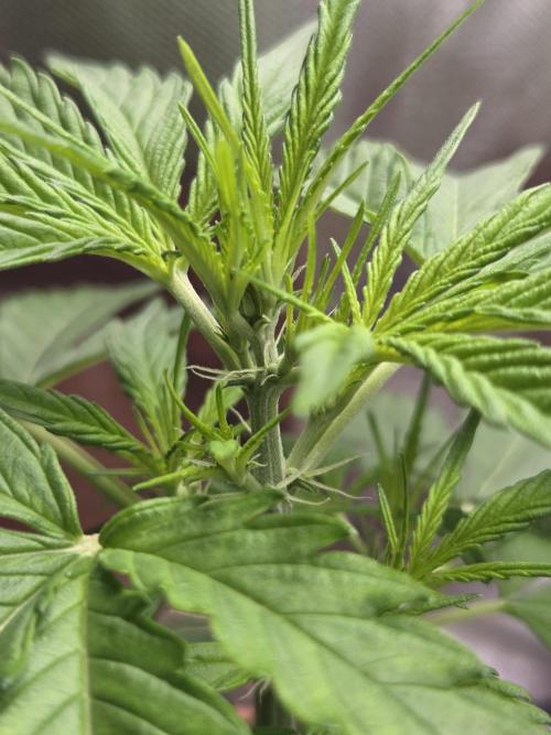 Dr.SkunkyKush: HMKU Auto. Week 5