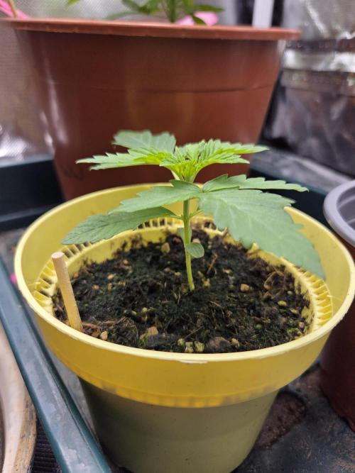 Dr.SkunkyKush: SLEC #4. Week 2