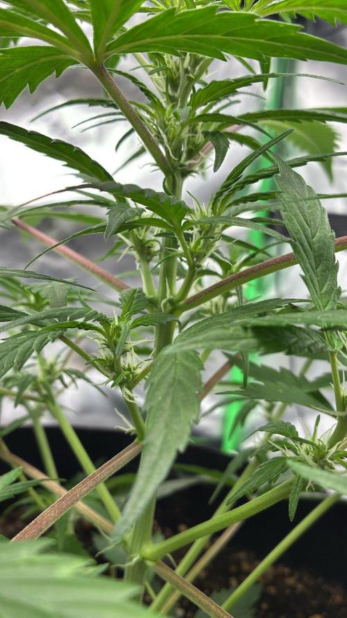 Dr.HanfDampf: SLEH Auto Seedsupplier. Week 7