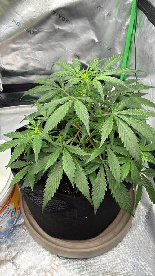 Dr.HanfDampf: SLEH Auto Seedsupplier. Week 7
