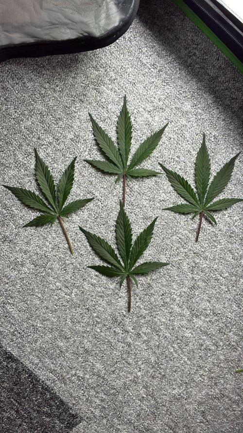 Dr.HanfDampf: SLEH Auto Seedsupplier. Week 7