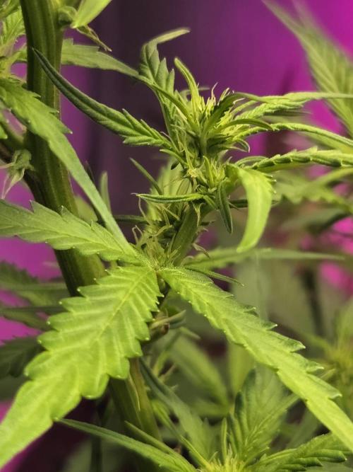 Dr.SkunkyKush: PIEX Auto. Week 8