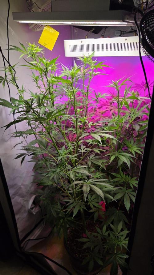 Pineapple Express . Week 8