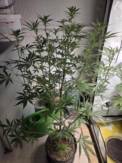 Dr.SkunkyKush: PIEX Auto. Week 8