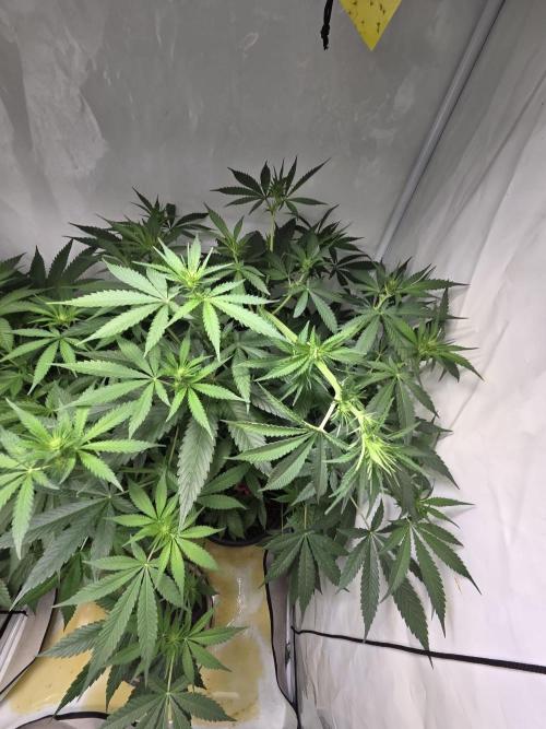 Dr.SkunkyKush: HUBU DopeBois & Sleezy. Week 8