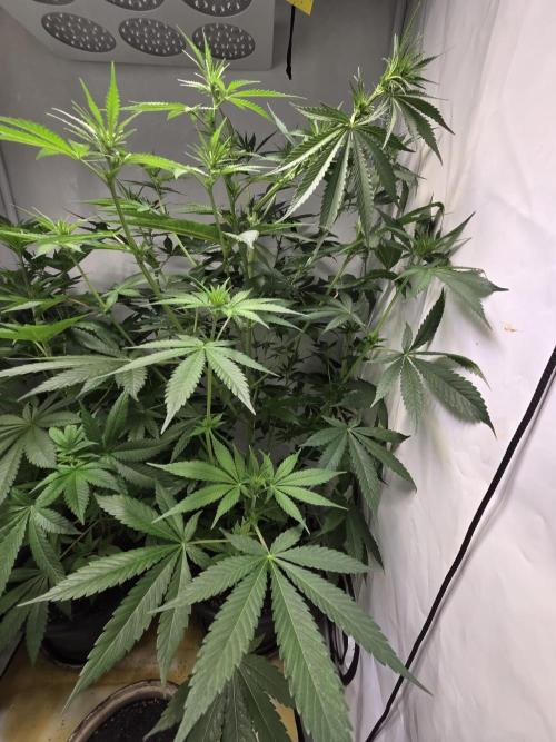 Dr.SkunkyKush: HUBU DopeBois & Sleezy. Week 8