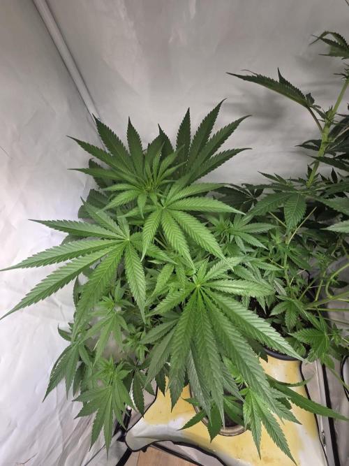 Dr.SkunkyKush: HUBU DopeBois & Sleezy. Week 8